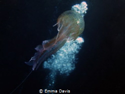Taking on the Jelly by Emma Davis 